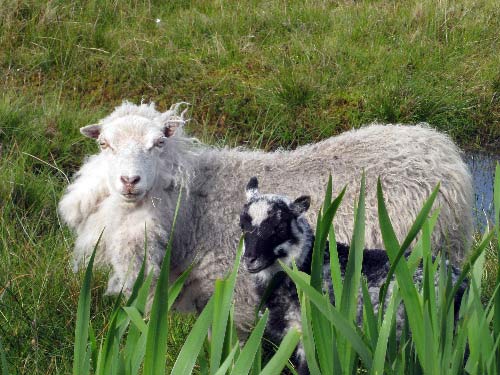 shetland_sheep.jpg